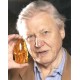 David Attenborough falcon signed authentic autograph photo