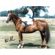 Bob Champion jockey genuine authentic signed autograph photo 4.